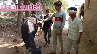 કાકા ભત્રીજો ભેંસ લેવા ગયા  gujrati comedy video ગુજરાતી કોમેડી વિડીઓ @kishan_thakor_123