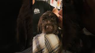 Puppy's First Bath: Cute (& Silly) Moments #shorts