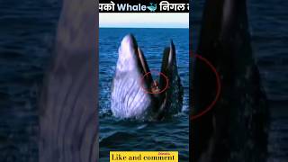 whale machhali 🐋✨ | #shorts #whalemachhali #facts #amazingfacts#factsinhindi#whale#interestingfacts