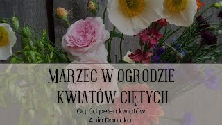 MARZEC W OGRODZIE kwiatów ciętych. Tworzę rabaty no dig, pokazuję rozsady kwiatów i kwitnące narcyzy