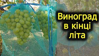 Виноград в кінці літа. Достигають перші сорти. Виноград 2022