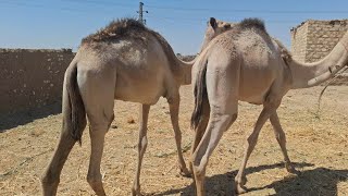 عروض الجمال ٣ جمال بسعر الخرفان ت٠١١١١٢١١٦٥٧