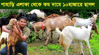 পাহাড়ি এলাকা থেকে কম দাম ১০হাজারে সুন্দর সুন্দর ছাগল পাবেন goat farm