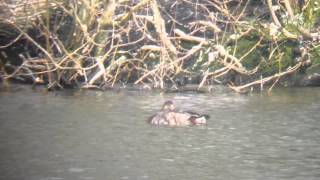 Pochard at blashford lakes