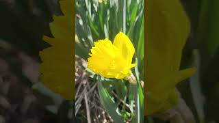 Daffodil in the Woods