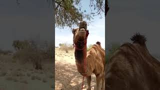 #camel #beautiful #video #viral