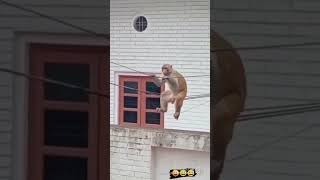 Bazigarh or Bazigarh | fun monkey 🐒 seen | □ #viralshort #amazing #fearless 🤪🤪🤪🤪😂😂