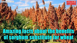 Amazing facts about the benefits of sorghum which will be planted thousands of hectares in Indonesia