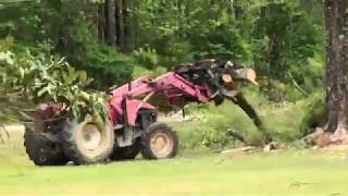 Two men cut old oak tree