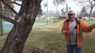 Plant Health Care: Trees and Shelterbelts (Episode 2: Coniferous Trees)