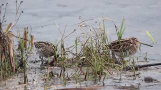 Several snipe feeding with their huge beaks @RSPBLeightonMoss