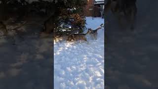 you cannot find more beautifull husky in this world playing husky in snow