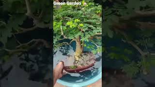 Watering for Bonsai Tree 🌲 Plant  fast growth 🪴#Green Garden 🏡