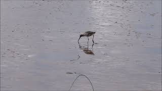 Muddy Good Fun at Bowling Green Marsh Feb 2023