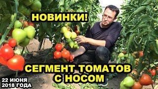 Томаты с носом. Часть #1. Новинки! 28 июня 2018 года