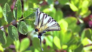 Scarce Swallowtail butterfly (Iphiclides podalirius)