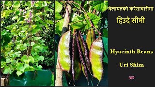 Amazing Hyacinth Beans cultivation in UK 😲😲😍 | Nepali Garden UK| Nepali Family UK |  #shorts