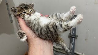 New abandoned baby kitten live stream