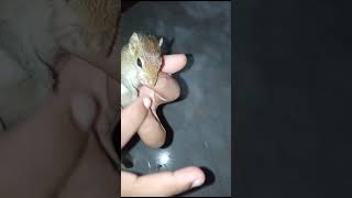 මාව කසන්නකො අය්යේ... #squirrel #chipmunk #squirrelcatch #squidgame