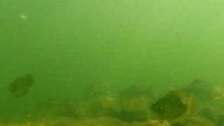 Minnesota's river underwater tons of fish freediving snorkeling