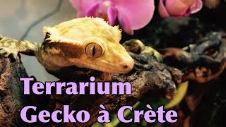 Terrarium gecko à Crète