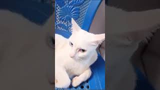 cat funny short #turkishangora #cute #summerofshorts