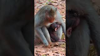 Ep483. Adorable Monkey Has the Cutest Reaction to Meeting a New Friend