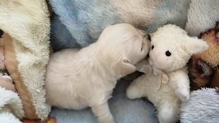 🐕♥️osa Abril juega con su borreguita🐕🐩🐑🐑