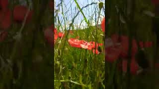 wild poppies, among the Piedmontese fields #wildlife #poppies #nature #grass #sky #fields #artistic