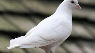 White Pigeon/কবুতর