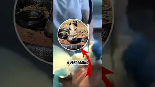 snake inside the girl stomach 😱||F1FACTS||#shorts #shortsfeed