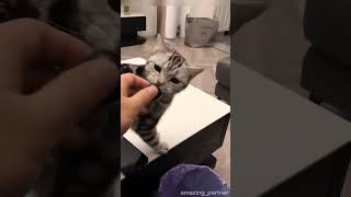 Cat Working in home