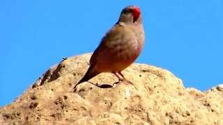 Birds of Morocco: Trumpeter finch زمير وردي