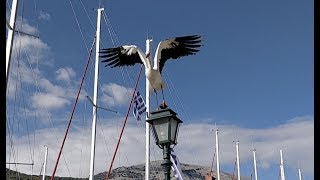 Short stories of Kefalonia #2: A stork in Agia Efimia