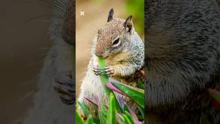 Ground Squirrels and Peregrine Falcon in their habitat of Pacific Coast cliffs #subscribe #falcon