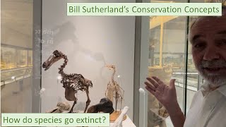 How do species go extinct?