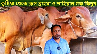 কুষ্টিয়া থেকে ক্রস ব্রাহমা ও শাহিয়াল গরু নিতে পারেন dairy farm