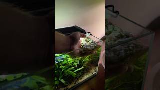 Thinning out salvinia in my nano planted aquarium