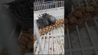 Baby Black Face Hagoromo Gray #breeding #budgies #bf