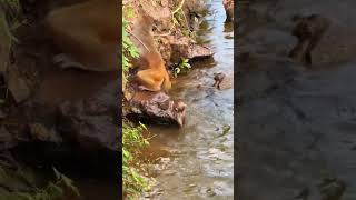 বানরের বাচ্চা যখন লেকে গোসল করে #বানর #প্রাণী #monkey #short #animals