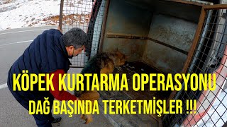 DAĞ BAŞINDA TERK EDİLEN KÖPEĞİ KURTARDIK