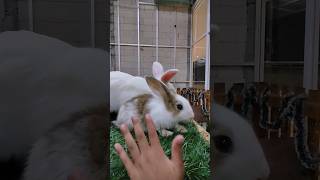 lucu kepalanya bergerak gerak | Kelinci gemoy #shorts#rabbit#lucu#komedi