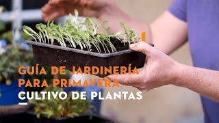 Consejos para cultivar plantas durante la primavera