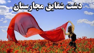 کشور مجارستان : دشت شقایق (فیلم برداری با هلی شات)