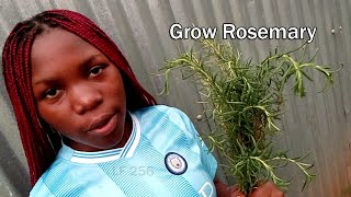 How to Grow Rosemary 5 days ( Faith Keya )