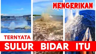 Terpecahkan! Misteri Makhluk Sulur Bidar