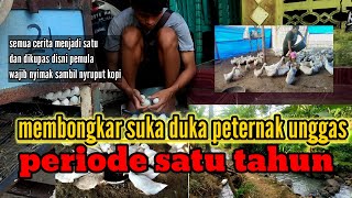 membongkar suka duka peternak unggas periode satu tahun