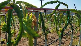 Dragon fruit ranch Aug 2019 update