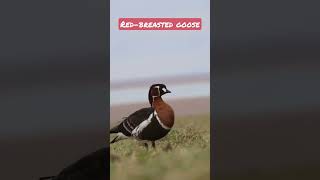 There is so little time left until we will see these beauties again Red-breasted goose