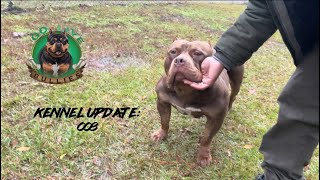 VLOGMAS DAY 22: AMERICAN BULLY KENNEL LIFE